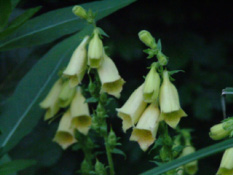 Digitalis grandiflora Groot vingerhoedskruid bestellen